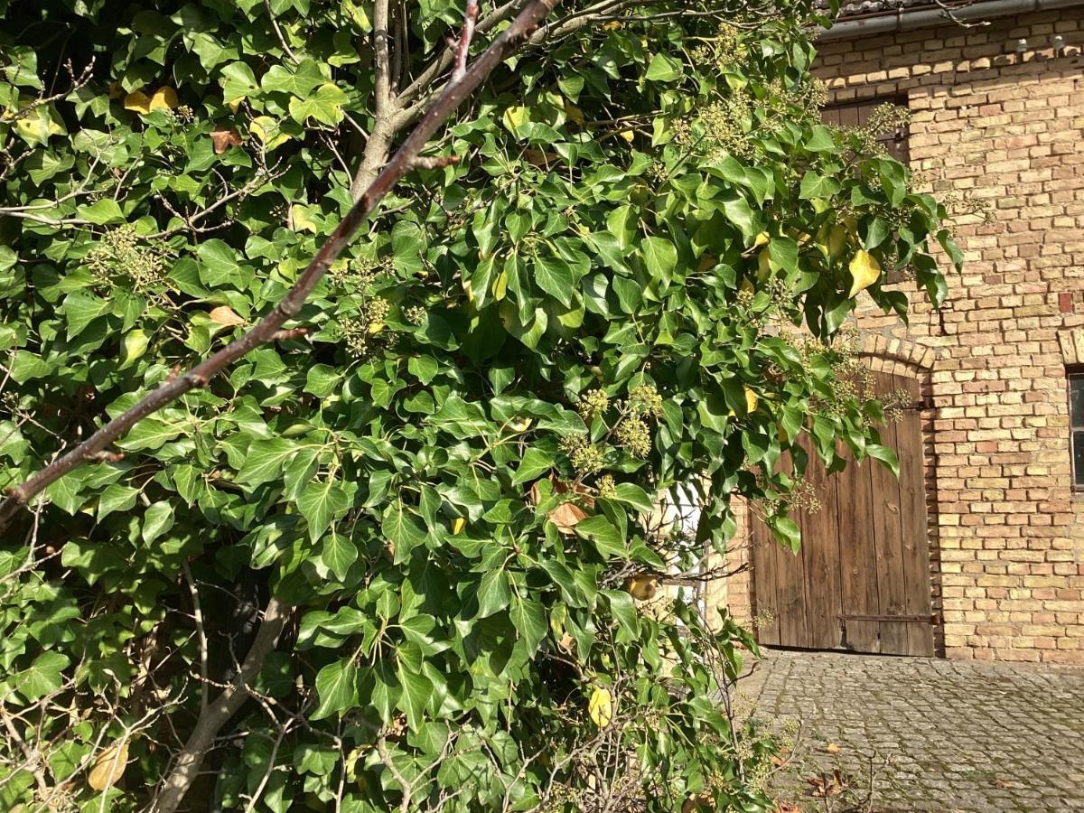 Apartment Haus Lies Rehfelde
